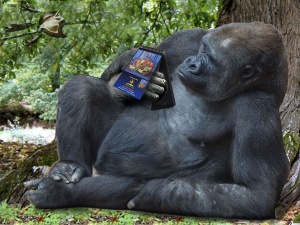 Gorila con calendario, Calendario 2008